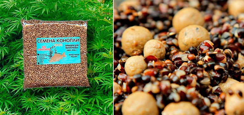 Традиционные семена кнопли post thumbnail image